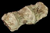 Fossil Fish (Ichthyodectes) Vertebrae - Kansas #136467-2